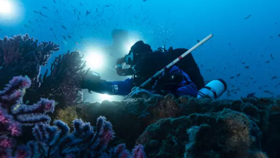 Mucize keşif: Bilim insanları su altında "biyolojik hazine sandığı" buldu