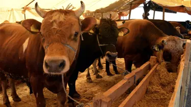 Dana sahibini öldürdü