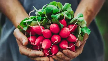 Turpun faydaları nelerdir? Turp neye iyi gelir?