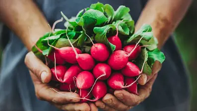 Turpun faydaları nelerdir? Turp neye iyi gelir?