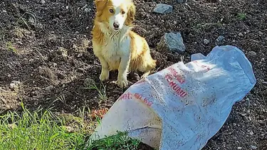 Ağzı bağlı çuvala koydukları köpeği ölüme terk ettiler