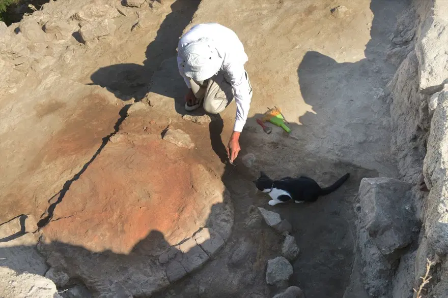 Kazı alanından çıkartılıp hayata döndürülen kedi: Mokali 10