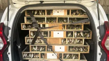 Gümrükte binlerce saka kuşu ele geçirildi