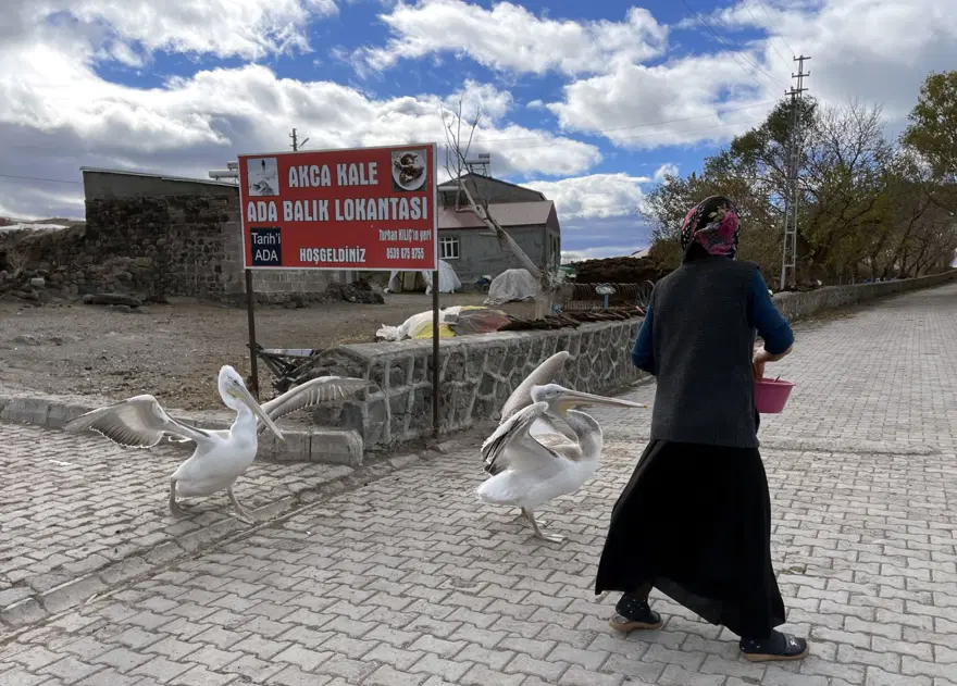 Ardahan'da balıkçı ailenin sahiplendiği iki pelikan göç etmedi 5