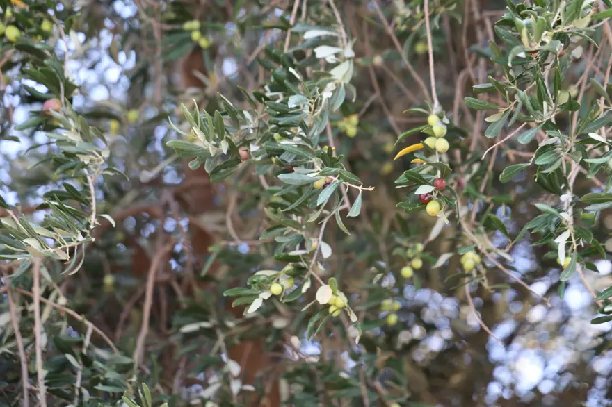 Ata yadigarı ağaçlardan toplanıyor: 5 kilodan 1 kilo yağ çıkıyor 1