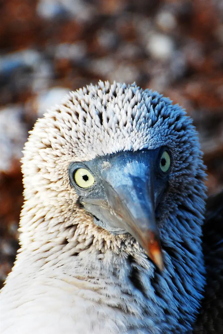 Darwin'in adasından kaçıyorlar 6