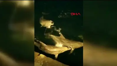 Yunuslar Ortaköy sahilde görüldü