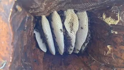 Kilosu 3 bin 500 TL: Geleneksel yöntemle hasat başladı