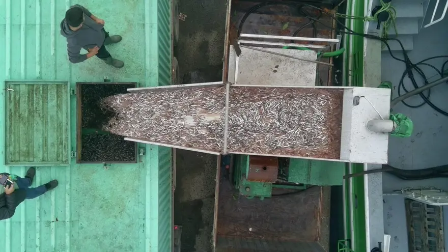 Tonlarca avladılar: Kasa kasa kamyonlara yüklendi Tonlarca avladılar: Kasa kasa kamyonlara yüklendi