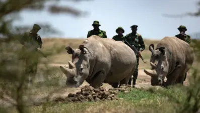 Bu hayvanlardan sadece iki tane var: 24 saat silahlı koruma