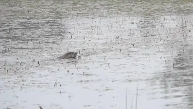 Bolu'da su samuru görüntülendi