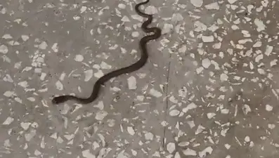 Yer: Bursa! Okul koridorunda yılan paniği