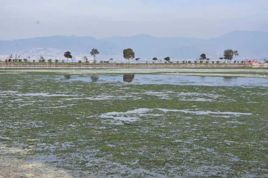 Çakalburnu Lagünü için kritik deniz marulu uyarısı: Son 2 yıldır marullar hiç kalkmadı 12 Çakalburnu Lagünü için kritik deniz marulu uyarısı: Son 2 yıldır marullar hiç kalkmadı 12