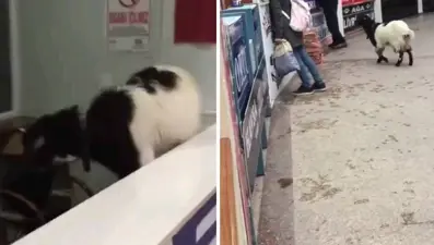 Otogara giren inatçı keçi, çekmeceden paraları alıp kaçtı