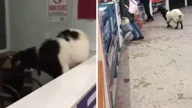 Otogara giren inatçı keçi, çekmeceden paraları alıp kaçtı