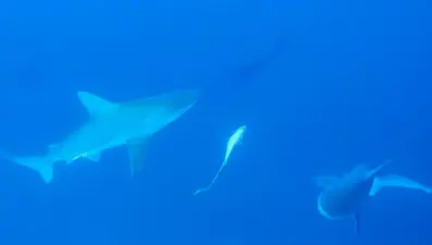 Tatilcilerden profesöre soru yağmuru: Köpek balığı tehlikesi var mı?