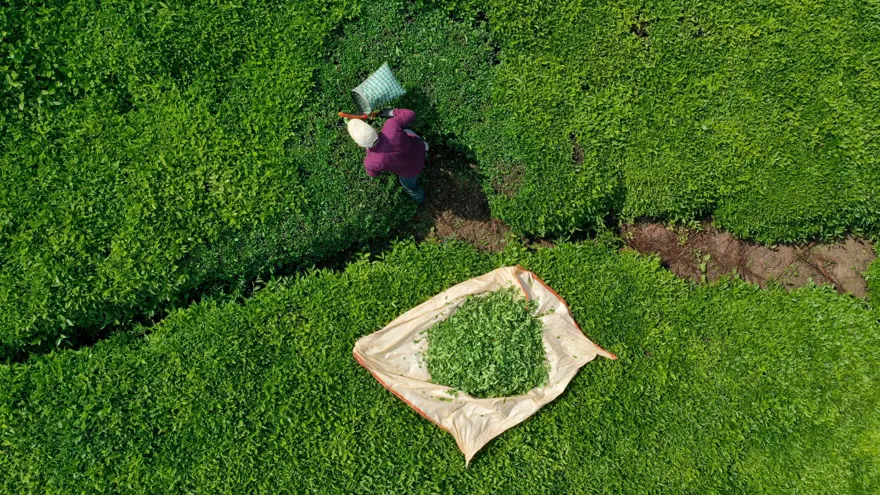 Trabzon Uluağaç Mahallesi'nde kadınlar 26 yıldır yük taşımıyor 1
