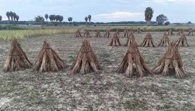 Üretimde Türkiye'de ilk sırada: Paketlenerek yurt dışına gönderiliyor