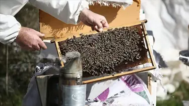 Deprem bölgesindeki arıcılara kovan, şeker ve arı desteği verilecek