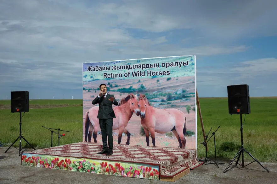 Türünün son örnekleri: Yabani atlar iki asır sonra Kazakistan bozkırlarında 7