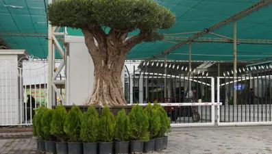 140 yıllık zeytin ağacı 8 bin dolara satışa çıkarıldı