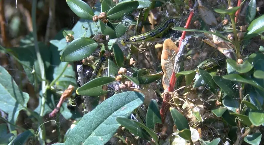 Çayır tırtılı İstanbul'da parklara indi 2
