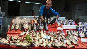 Tezgahlarda palamut şenliği: Balık fiyatları ne kadar? (Palamut, hamsi, levrek, çipura, mezgit...)
