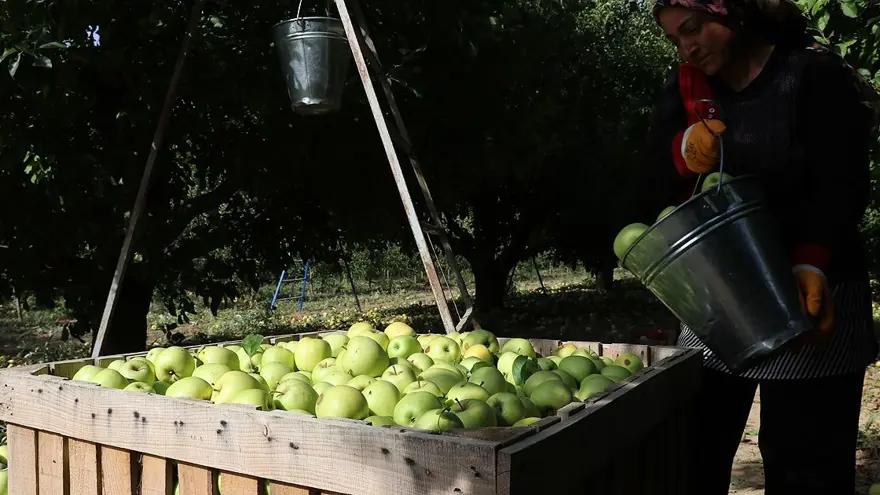 Isparta'da elma hasadı başladı 2