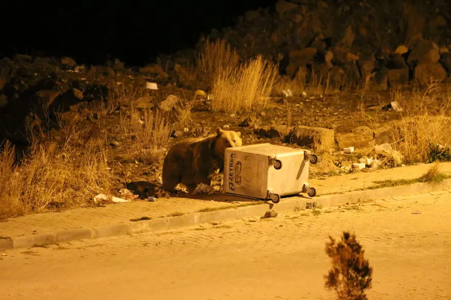 Dünyada tek göç edebilen ayı türü: Sarıkamış'ta çöpten beslenirken görüntülendi 3