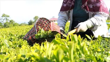 Tuzlu çay tartışmasına Rizeliler müdahale etti