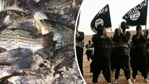 IŞİD’in yeni gelir kaynağı: Balık ve araba