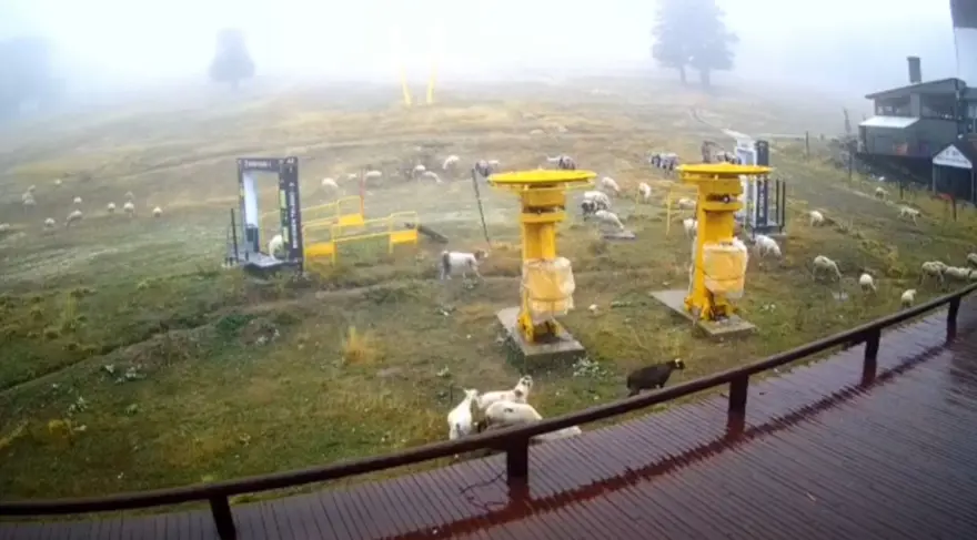 Uludağ'da kar beklenirken koyunlar pistlere indi 8 Uludağ'da kar beklenirken koyunlar pistlere indi 8