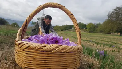 Serin hava dünyanın en pahalı baharatına yaradı! Kilosu 320 bin TL'ye alıcı buluyor