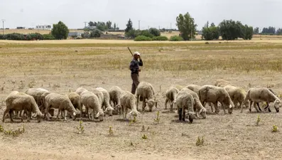 Fas tarihinde ilk kez "kurbansız" Kurban Bayramı kutlandı