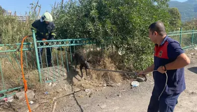 Korkuluklara sıkışan köpeği itfaiyeciler kurtardı