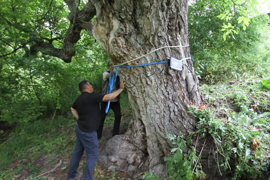 Mahalle sakinleri  "imamın cevizi" olarak da biliyor:  Dallardan topladılar 3