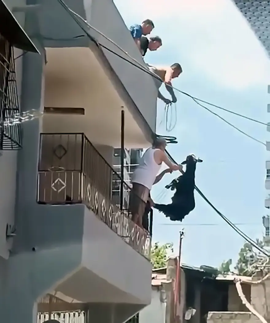 Damdan atlayan keçi, tellerde asılı kaldı 1