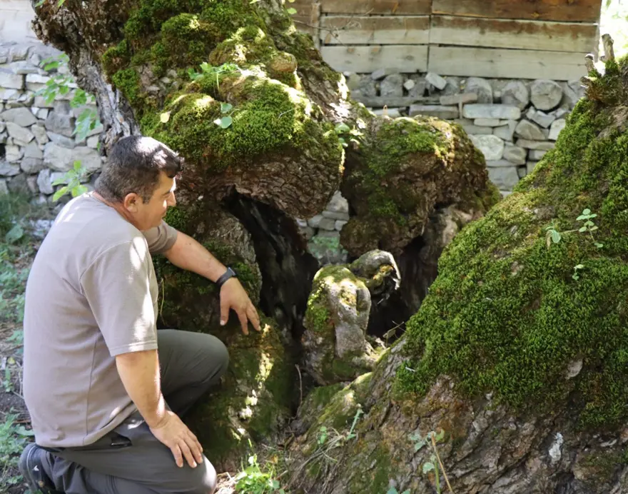 300 yıllık dut ağacında şaşırtan görüntü: Yere oturmuş ve başını eğmiş gibi 3