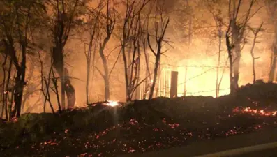 Balıkesir'de yol kenarındaki ağaçlar yandı