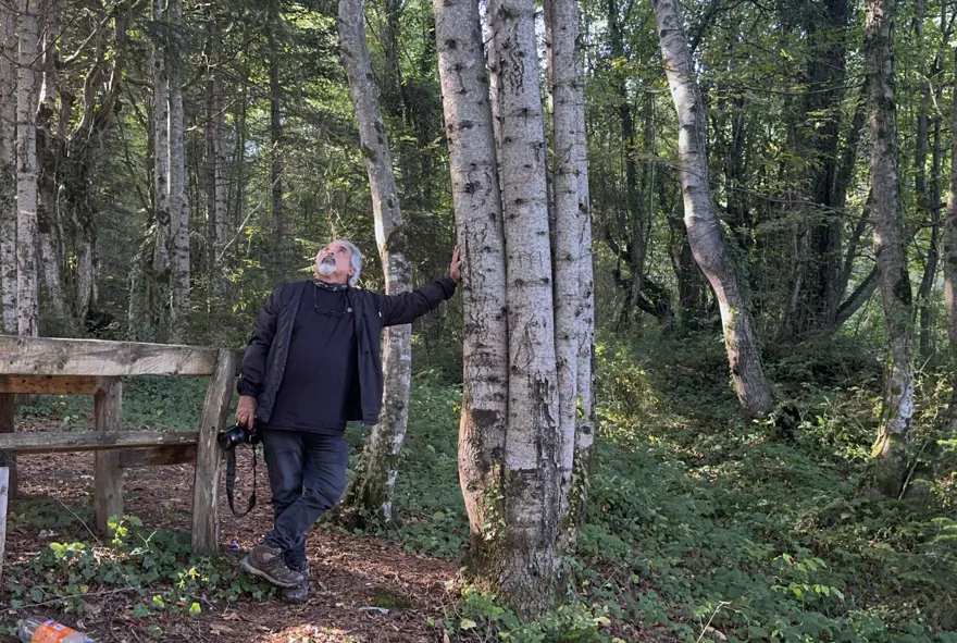 Küre Dağları'nda aynı kökten büyüyen 6 köknar ağacı keşfedildi 1