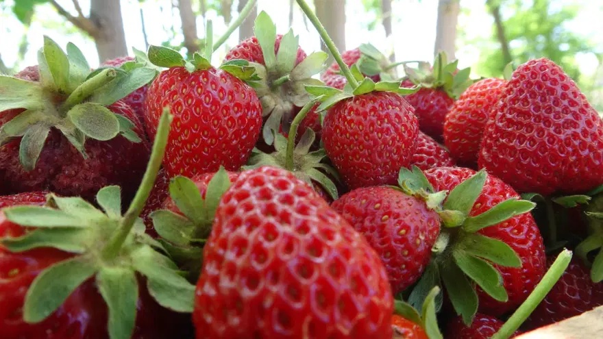 Aromasıyla dikkat çeken "Kuyulu" çileği: Kilosu 90 lira 5