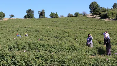 Isparta'da kuraklık nedeniyle gül rekoltesi yarı yarıya düştü