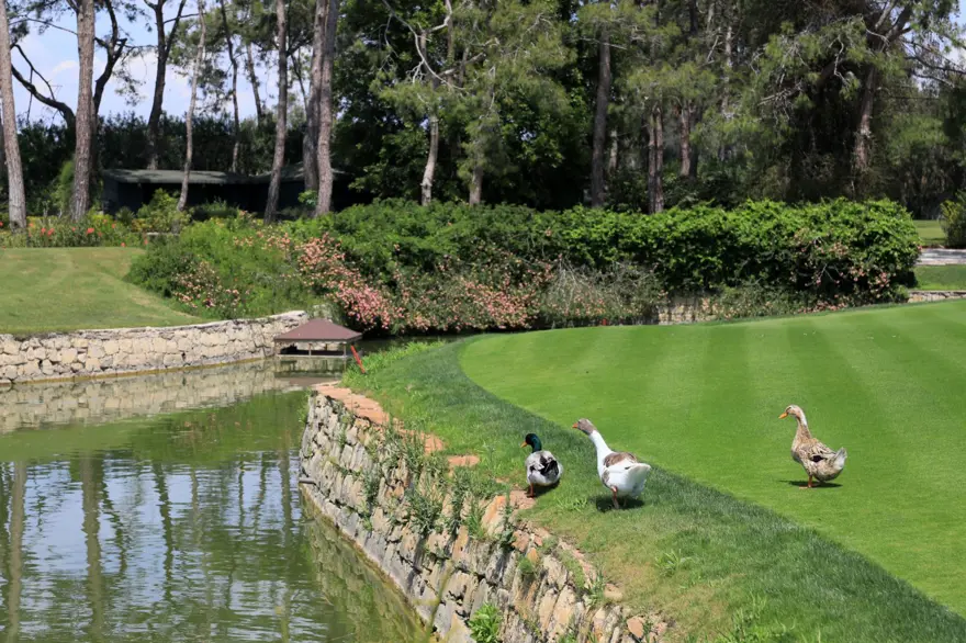 Yılda 500 bin oyunun oynandığı sahada şimdi ördekler geziyor 1