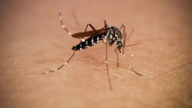 New York'ta altı yıl sonra ilk chikungunya vakası görüldü