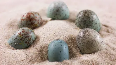Kuş yumurtalarının renklerinde dinozor etkisi