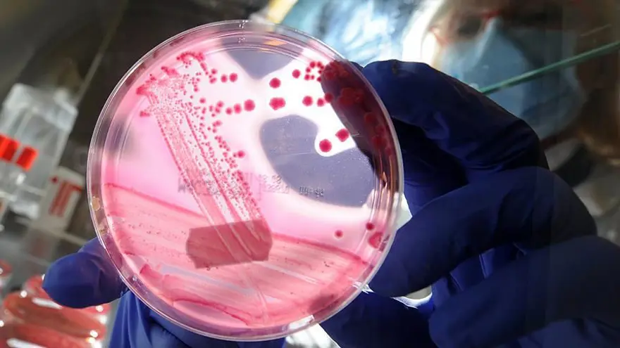 FARELERDE GEN TERAPİSİ YAŞLANMAYI TERSİNE ÇEVİRDİ 7