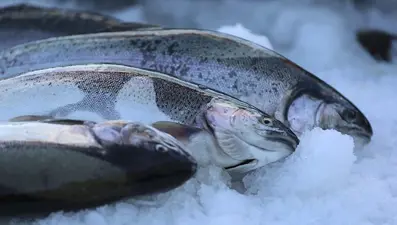 Hamsi azaldı, somona ilgi arttı