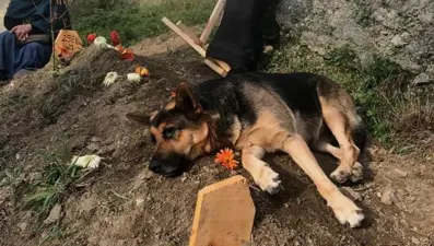 Sahibinin mezarı başından bir an olsun ayrılmıyor