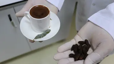 Zeytin çekirdeğinden Türk kahvesi ürettiler