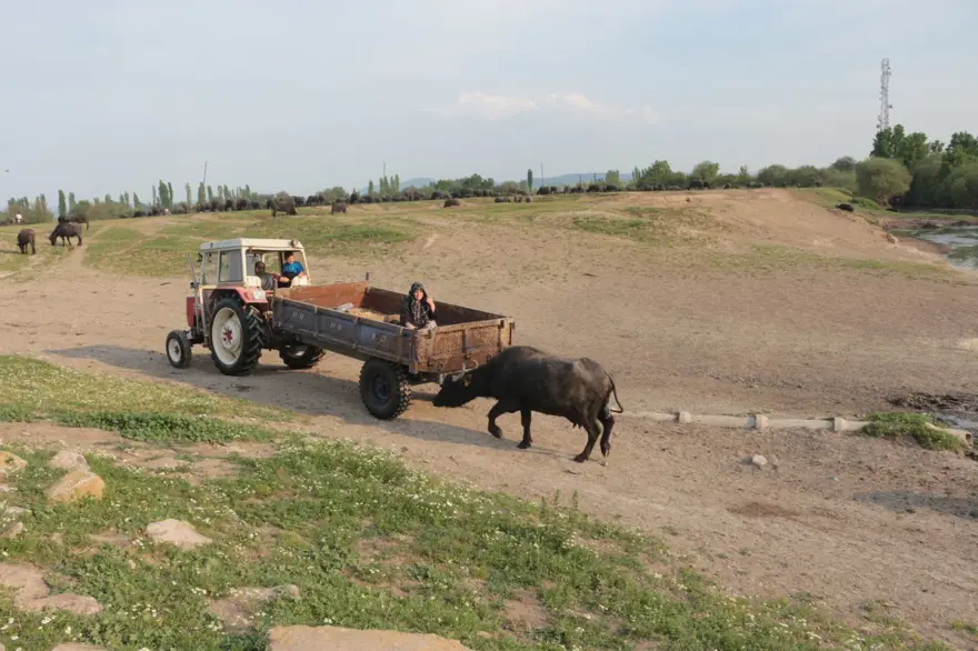Afrika Serengeti Parkı değil Balıkesir Ovası 27